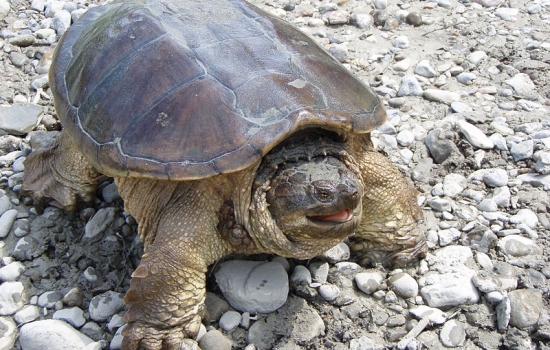 В ростовском зоопарке проведут показательное кормление каймановых черепах
