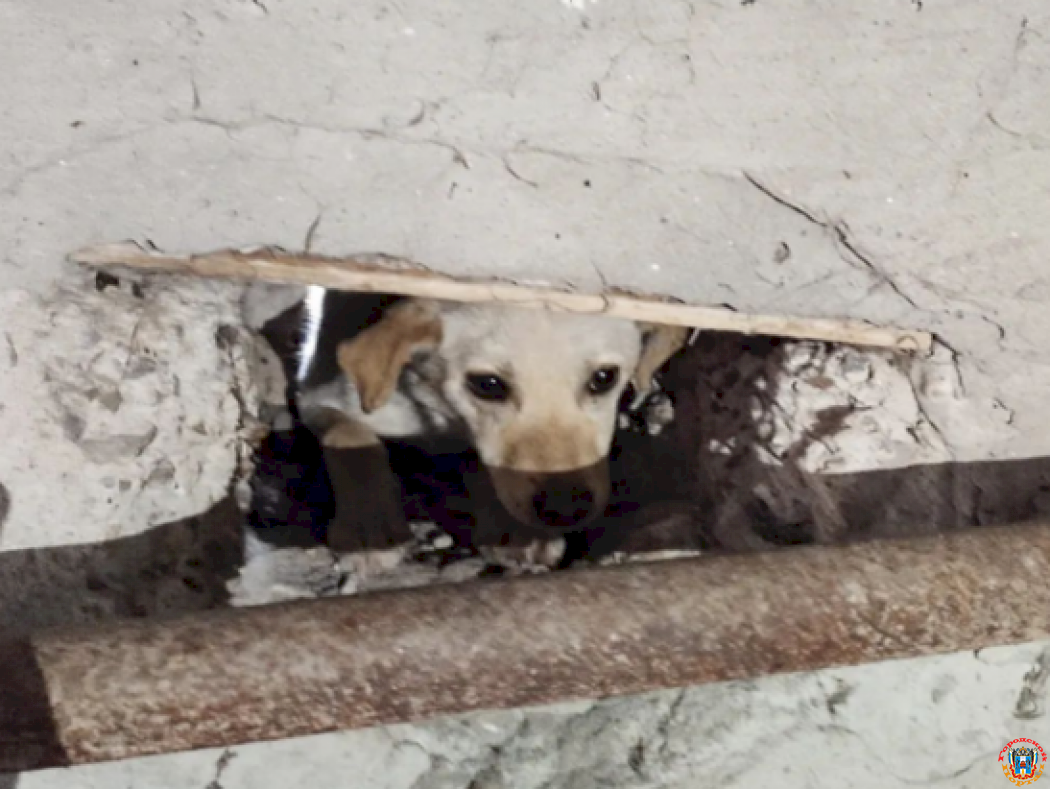 Собаку, застрявшую в вентиляции вместе с щенками, спасли в Новошахтинске