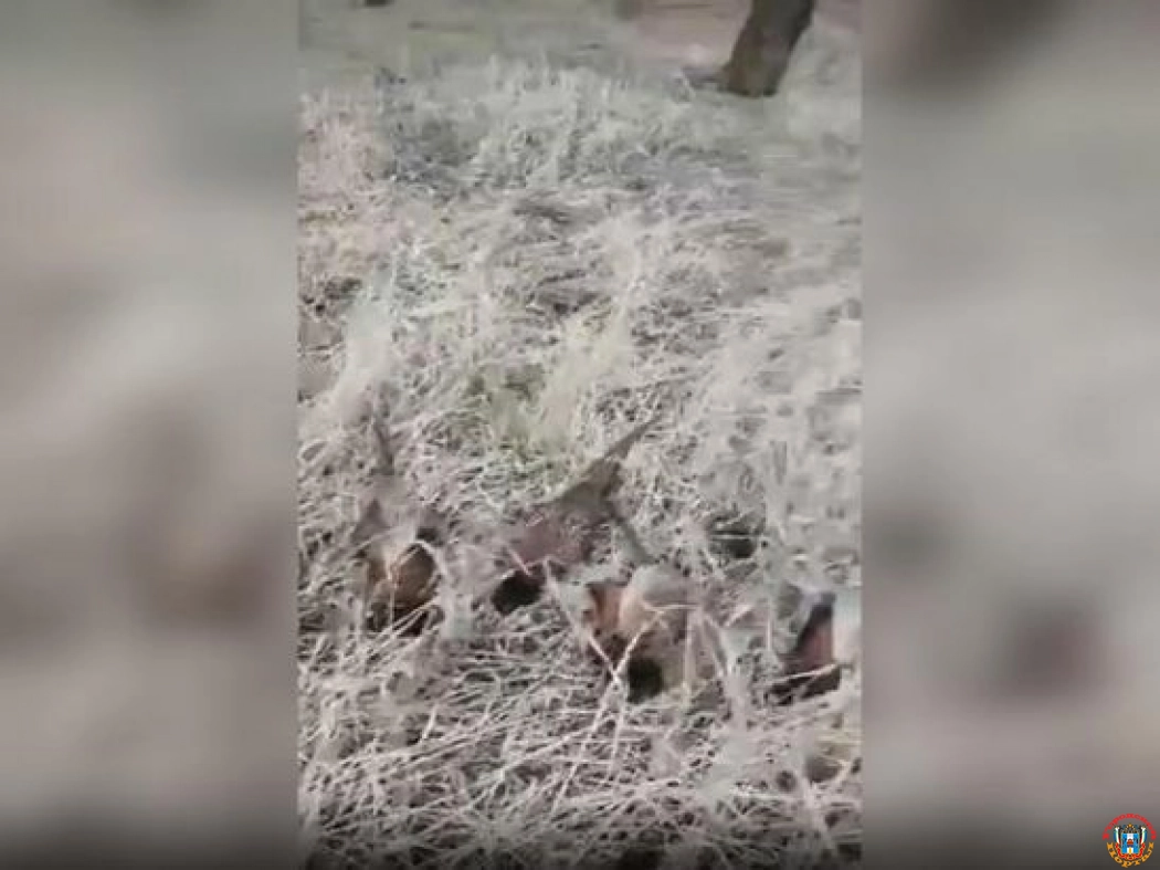В Ростовской области зафиксировали массовую гибель фазанов