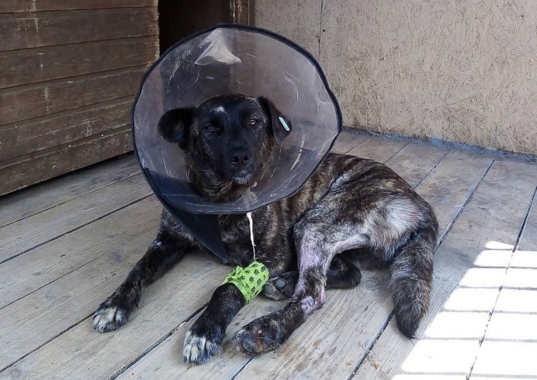 Волонтеры из Батайска ищут дом доброй и ласковой собаке, стойко перенесшей непростую судьбу