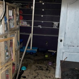 Животные погибли при пожаре в котокафе «Котэдж» в Ростове