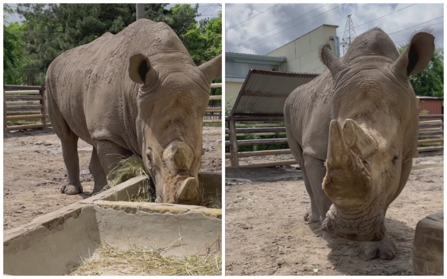 Младшему носорогу в ростовском зоопарке исполнилось 9 лет