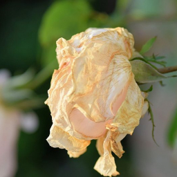 Едкий запах: что отравляет людей в районе ростовского поселка Левенцовка?