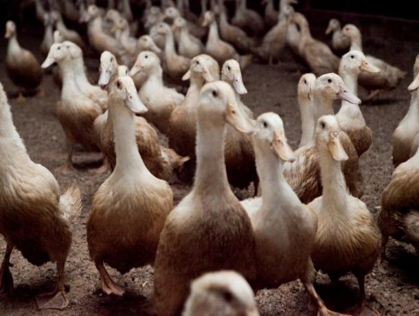 Компания из Волгограда хочет обанкротить ростовского производителя утки