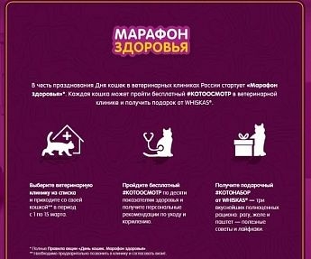 Шесть ветеринарных клиник Ростова-на-Дону участвуют в #котоосмотре