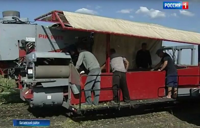 Огурцы в Ростовской области убирают специальным комбайном