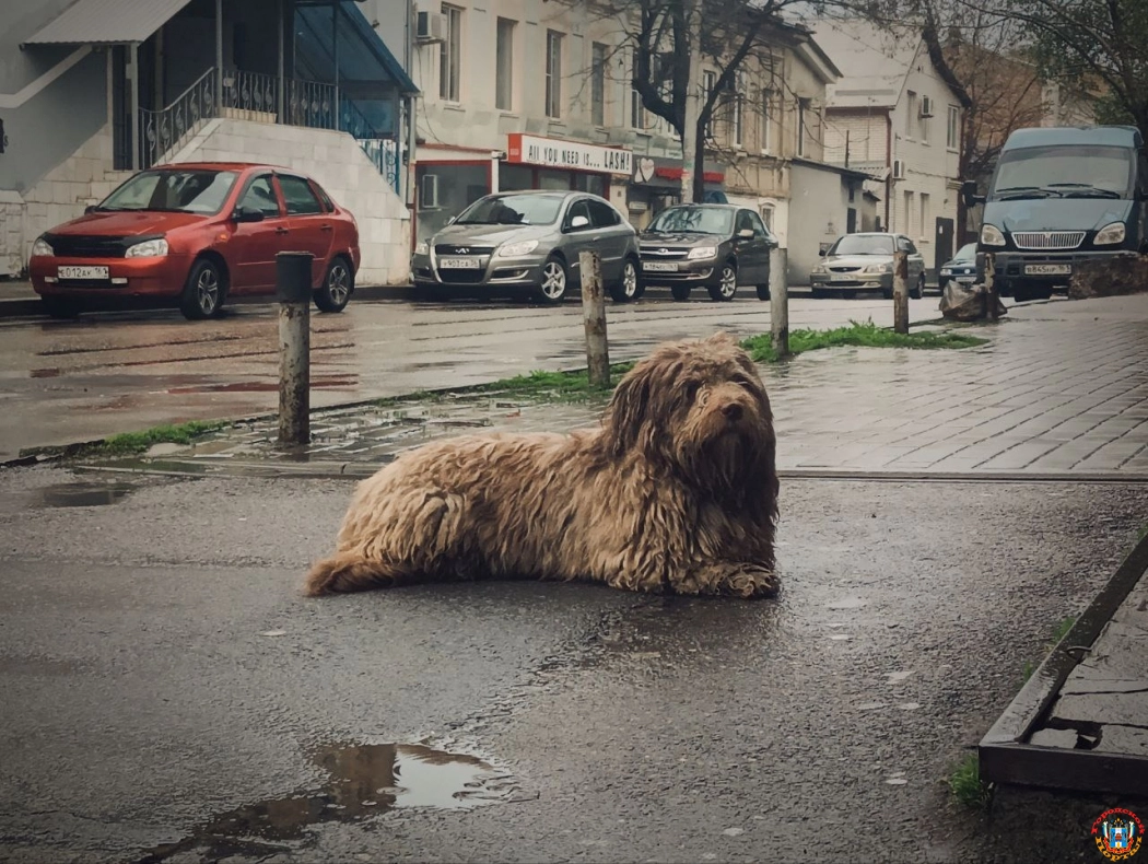 Сильный ветер и дождь ожидаются в Ростове в субботу