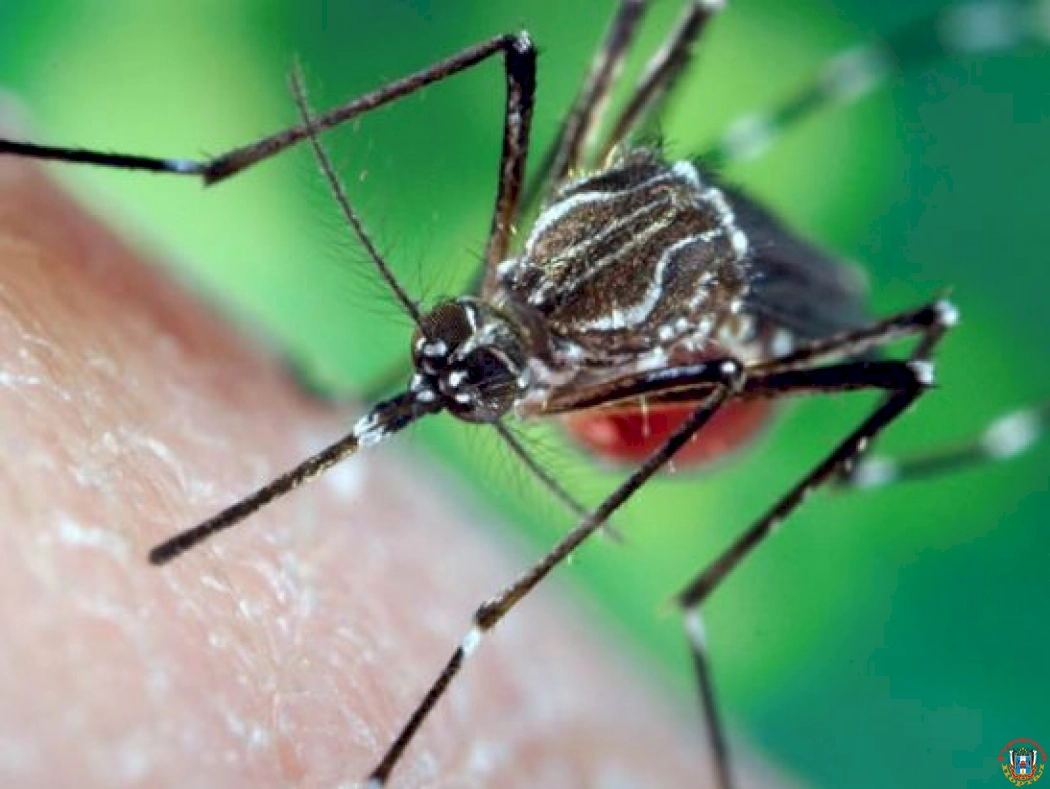 За год в Ростовской области зафиксировали пять случаев завозной малярии
