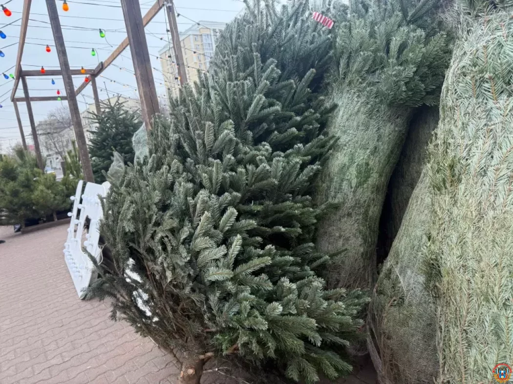 Жители Ростова смогут сдать новогодние елки в специальные пункты утилизации с 18 января