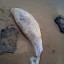Мертвого дельфина нашли жители Таганрога на центральном пляже 0