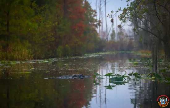 Тайну древних болот возрастом 15 тысяч лет раскрыли ученые 