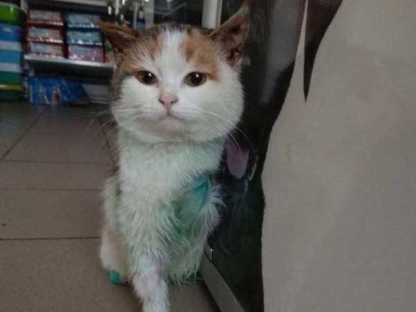 Лишенная лапок кошка Косичка обрела новый дом в Ростове благодаря своей наглости