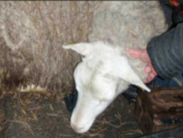 Молоденькая овечка «убежала» с ростовским рецидивистом с частной фермы в Калмыкии