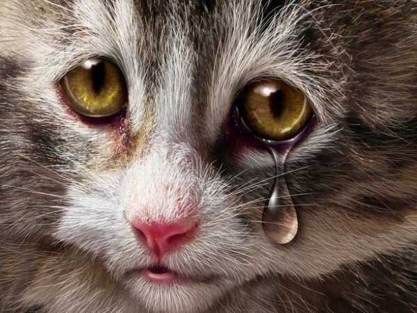 В Ростове-на-Дону неадекватный живодер избил соседского кота в лифте до полусмерти