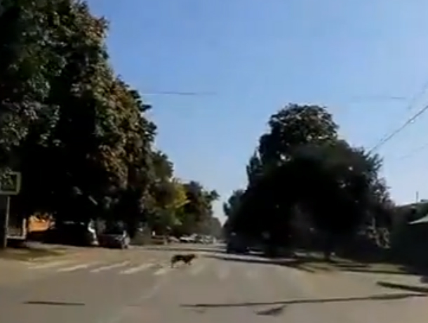 Умный четвероногий пешеход на «зебре» под Ростовом умилил горожан и попал на видео