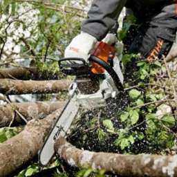 Прокуратура предотвратила массовую вырубку деревьев в ростовском парке «Дружба»