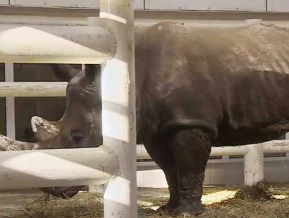 Белые носороги поселились в Ростовском зоопарке