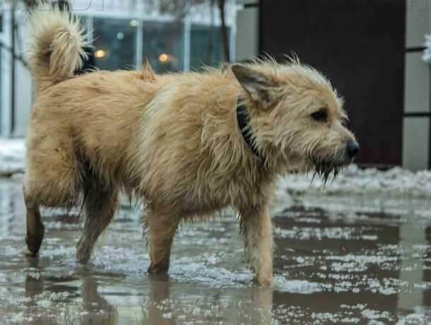 "Линчевать" собаку среди бела дня попытались живодеры в Ростовской области