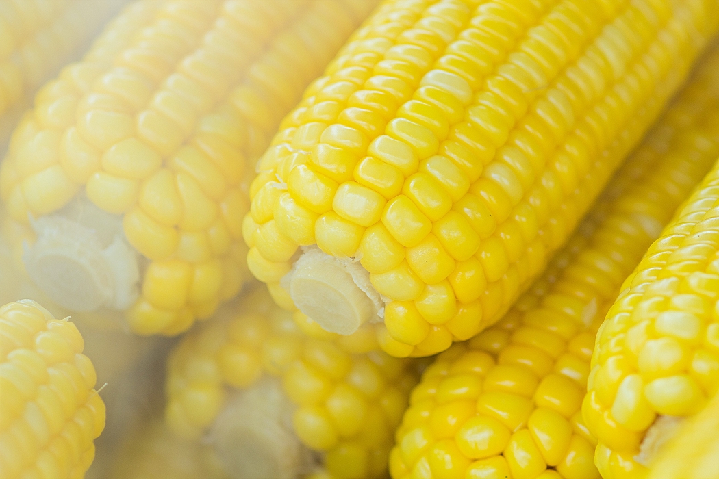 В Ростовской области 5,4 тысячи тонн кукурузы оказались заражены амброзией