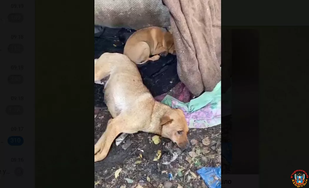 Массовое отравление собак зафиксировали 10 октября в Шахтах