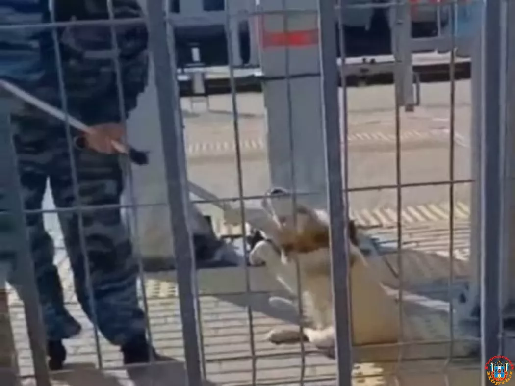 Ростовчане пожаловались на жестокое обращение с бездомными собаками во время отлова
