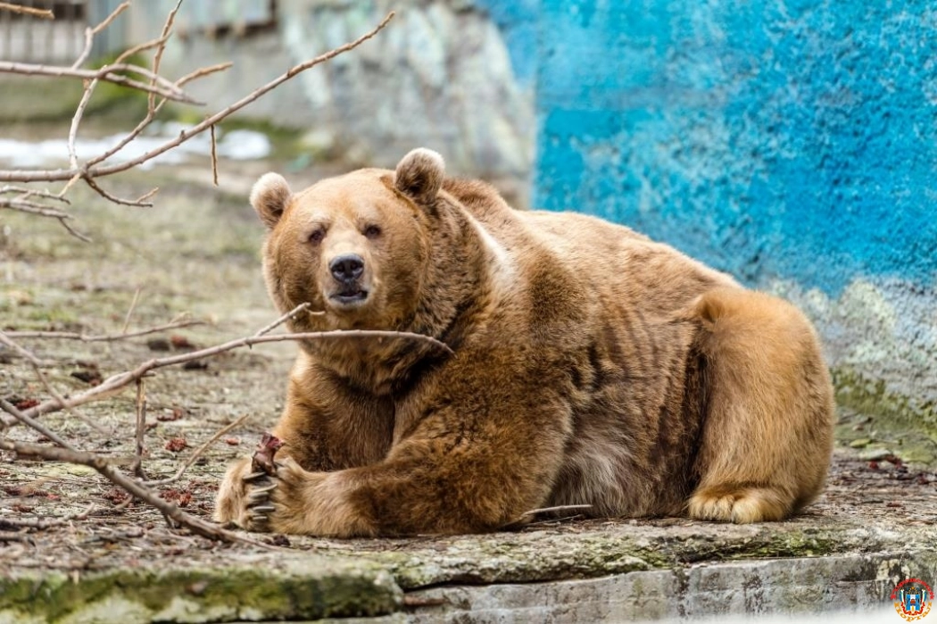 В Ростовском зоопарке после спячки проснулись бурые медведи