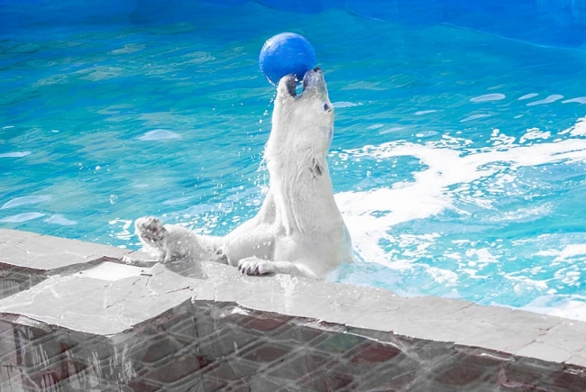 Впервые за 32 года в ростовском зоопарке родился белый медвежонок