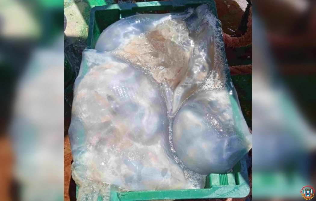 Ростовские ученые нашли в Азовском море 10-килограммовых медуз