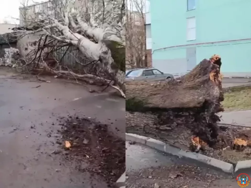 Огромное дерево упало на Западном в Ростове