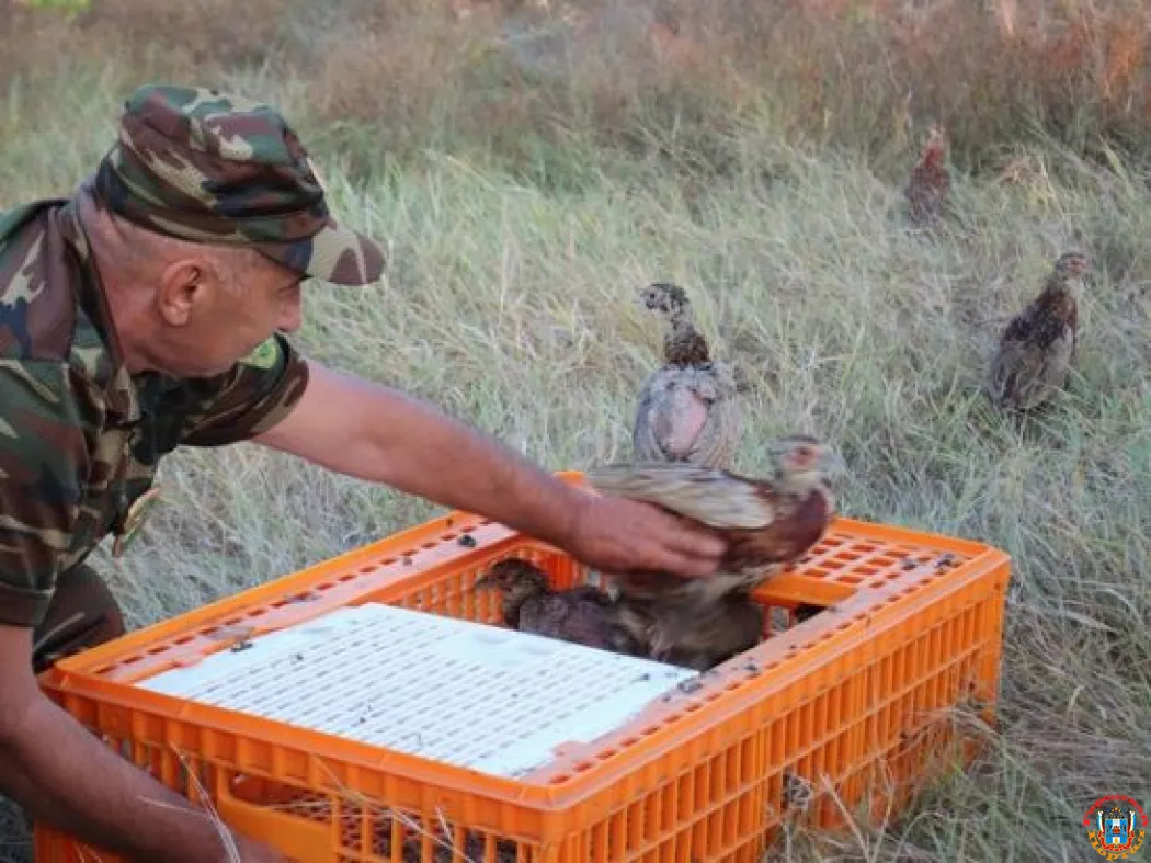 В охотничьи угодья Ростовской области выпустили 300 фазанов