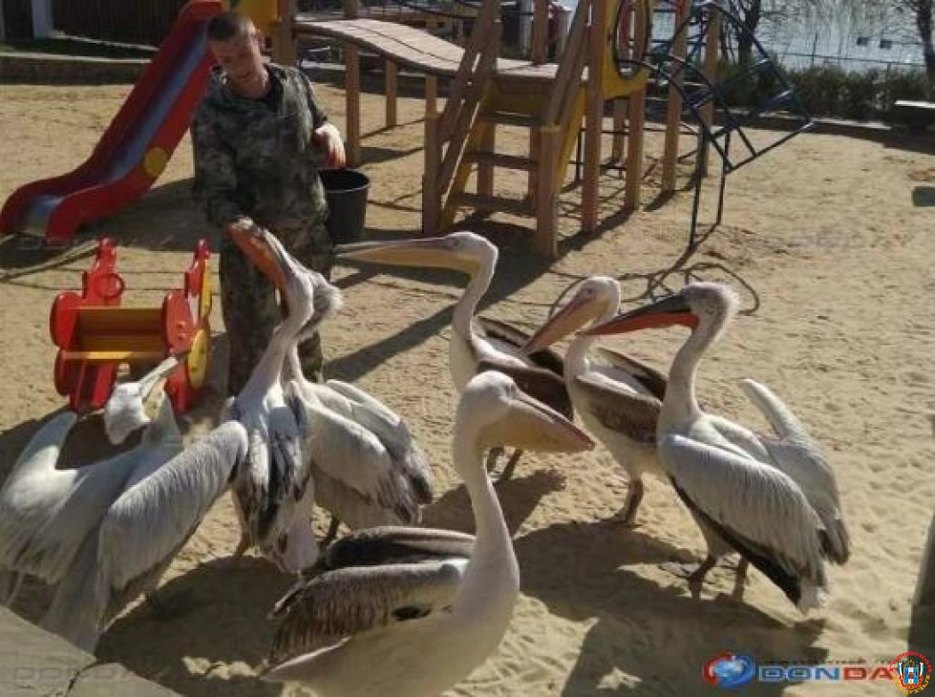 В парке птиц «Малинки» под Шахтами отменяют льготы для многодетных семей