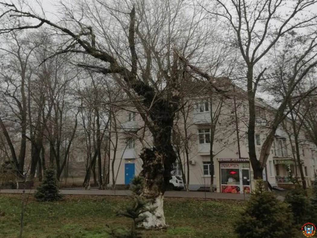 В Ростове на Оганова жильцы просят спилить аварийное дерево