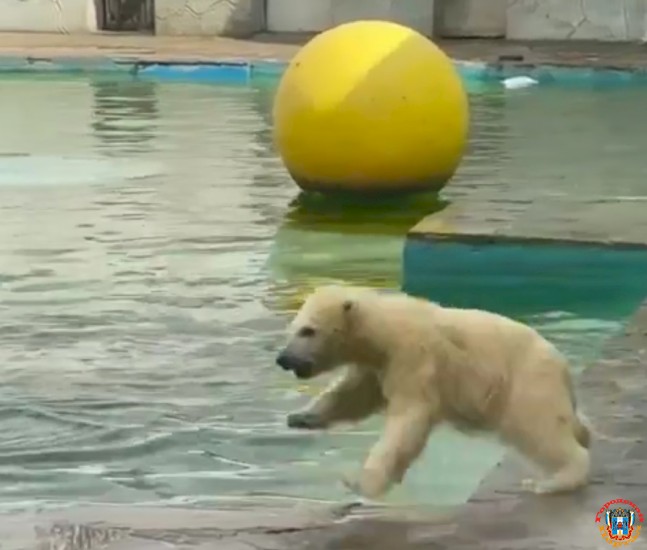 Белый медвежонок из Ростовского зоопарка научился плавать