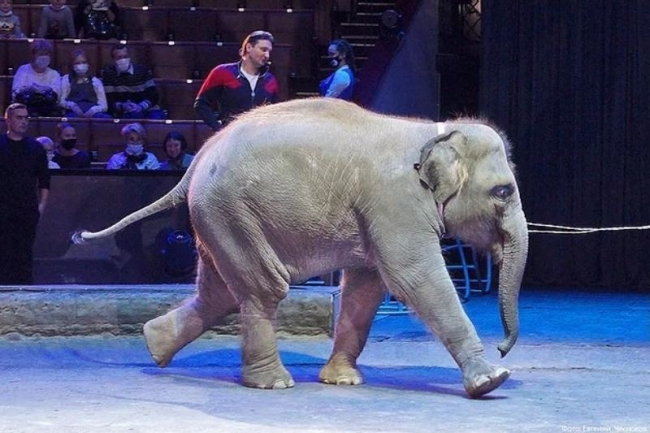 Прокуратура проверит зоопарк Ростова на законность передачи слоненка Запашным