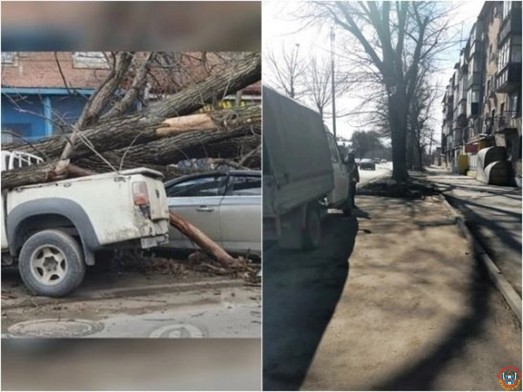 В Ростове на Щаденко спилили дерево, которое упало на припаркованные авто