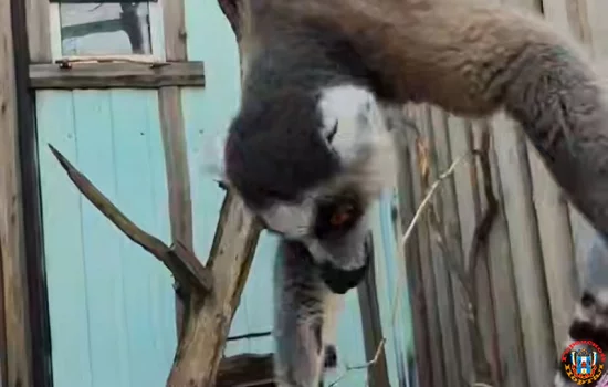 В зимний вольер перевели лемуров в Южном парке «Малинки» Ростовской области