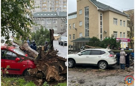 Дерево раздавило три авто в Ростове-на-Дону