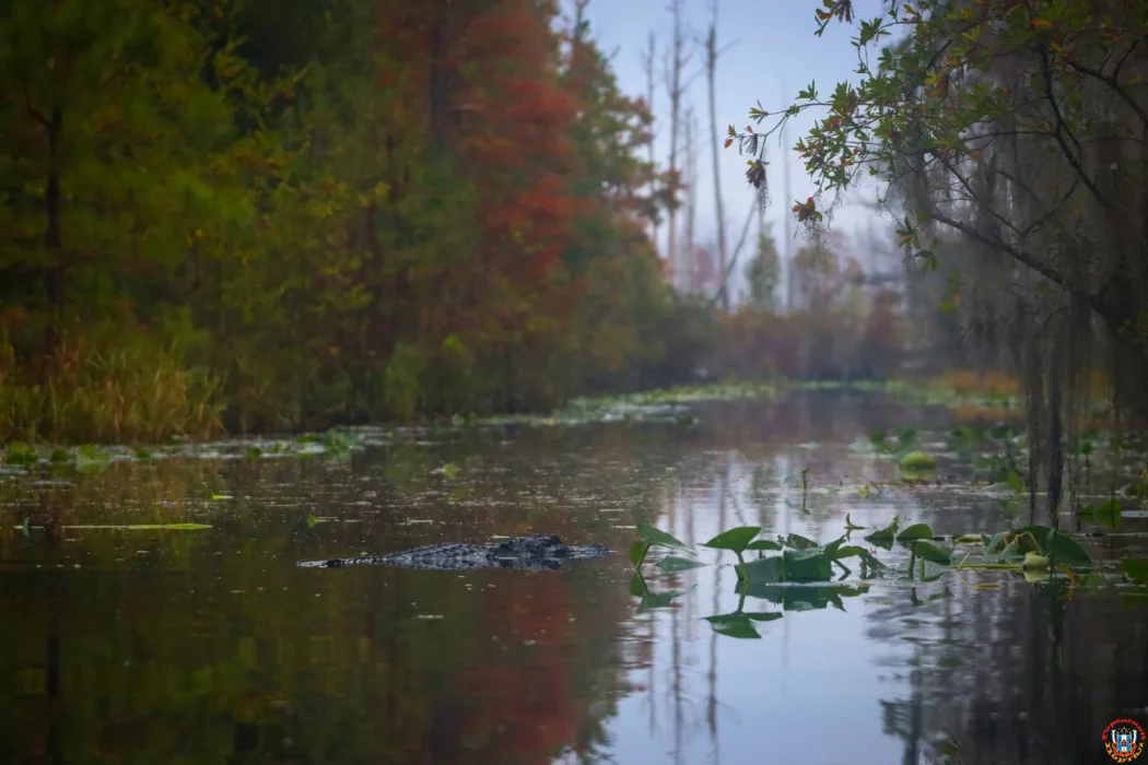 Тайну древних болот возрастом 15 тысяч лет раскрыли ученые 