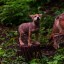 Трогательными кадрами с крошками-волчатами поделился ростовский зоопарк 0