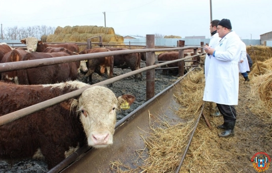 В Ростовской области лейкоз обнаружили у 15 тысяч коров
