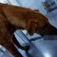 В Таганроге неизвестные пытались застрелить беременную собаку 1