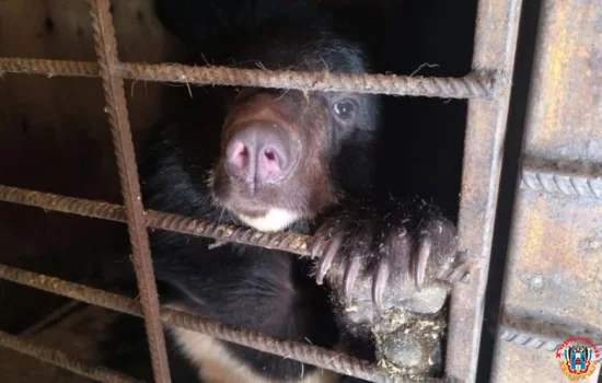 В зоопарк Ростова отправят ручную медведицу