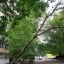 В Ростове на Северном еще одно дерево создает опасность для горожан 0