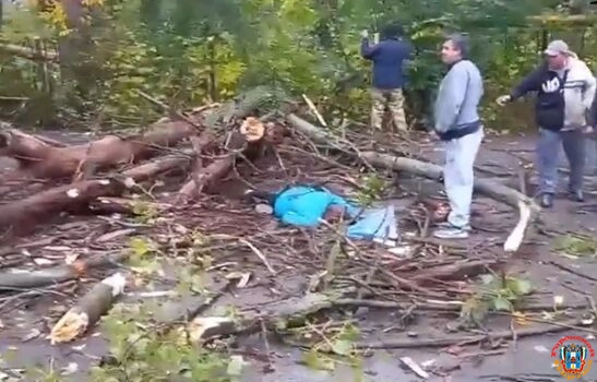 Женщину убило упавшим деревом в Гуково