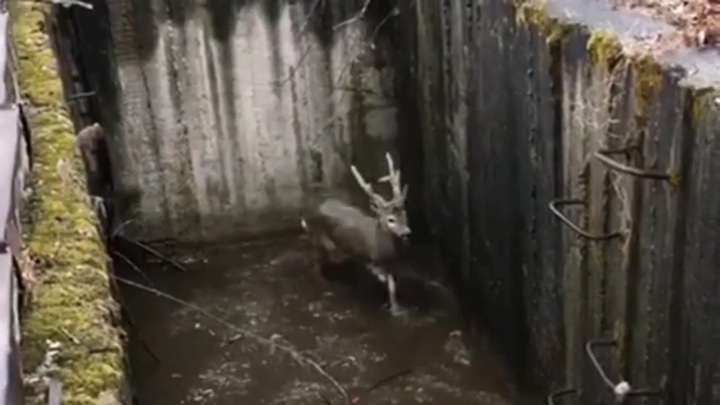 В Биробиджане сотрудники МЧС спасли оленя, упавшего в яму с водой