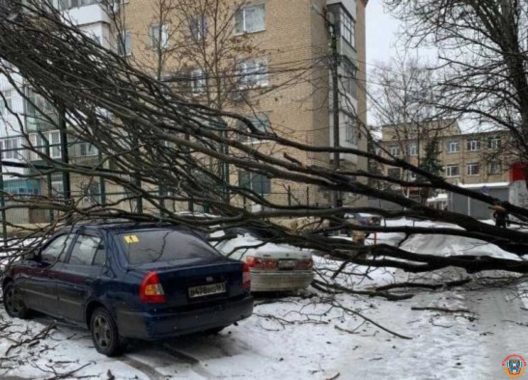 В Шахтах из-за сильного ветра массивное дерево упало на два автомобиля
