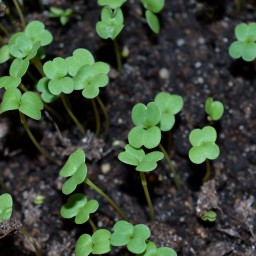 Огород должен дышать: как ростовчанам правильно подготовить почву к посевному сезону