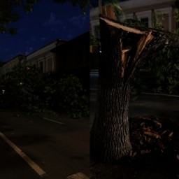В центре Ростова упало огромное дерево