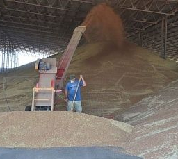 В Ростовской области уже собрали более 3 миллионов тонн зерна