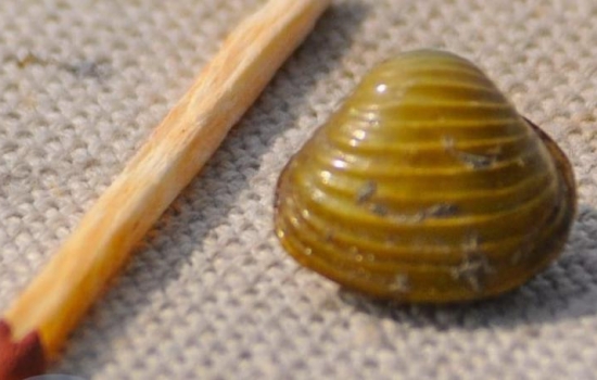 В Ростовской области обнаружили чужеродных моллюсков в реке Маныч